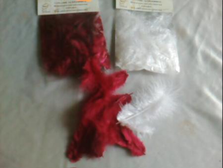 Petites plumes d'anges